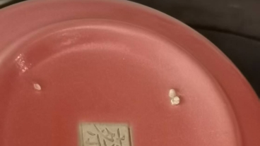 宋.蔡家窑珊瑚红釉太阳口水洗